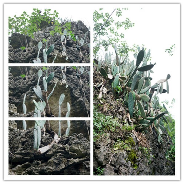 多彩貴州，魅力天下，2021年廣東博皓快樂貴州行-4