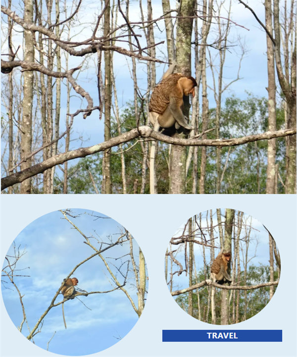 風(fēng)雨兼程二十載，馬來之旅續(xù)新篇&mdash;&mdash;2024年博皓沙巴風(fēng)情之旅     -4